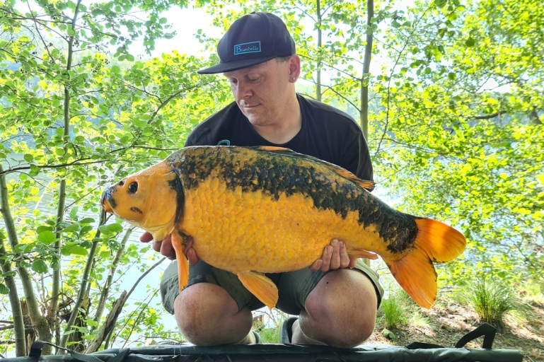 De Koi Schub